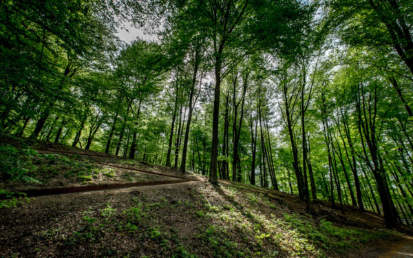 Erosiebestrijding landgoed Mariëndaal